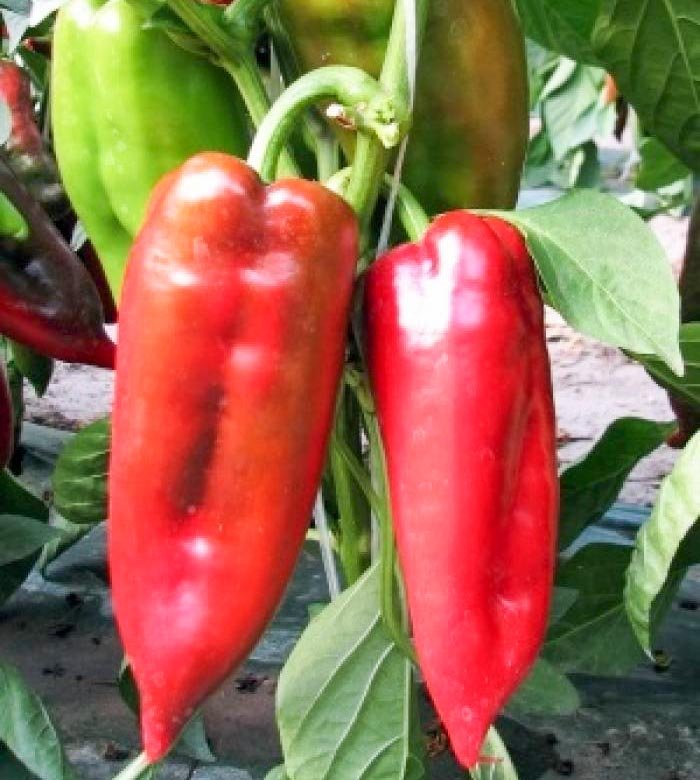 Ardeiul capia previne stresul oxidativ 11041