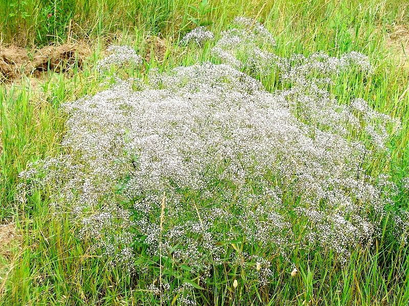 Rădăcina de ipcărige, un decongestionant natural 8553