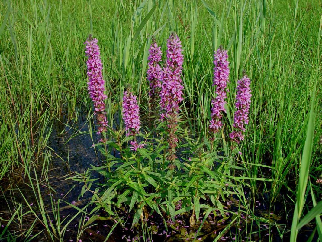 Răchitanul, planta care tratează infecțiile 7477