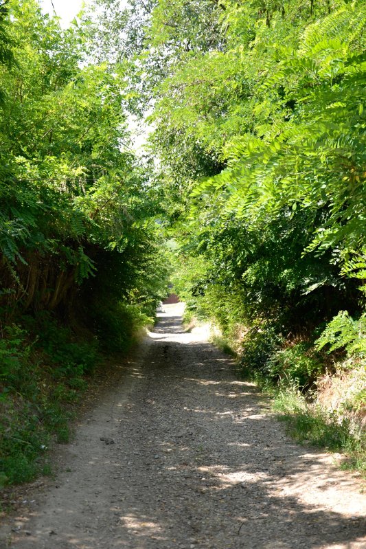 Tiparele lumii vechi a Zăpodenilor 7111