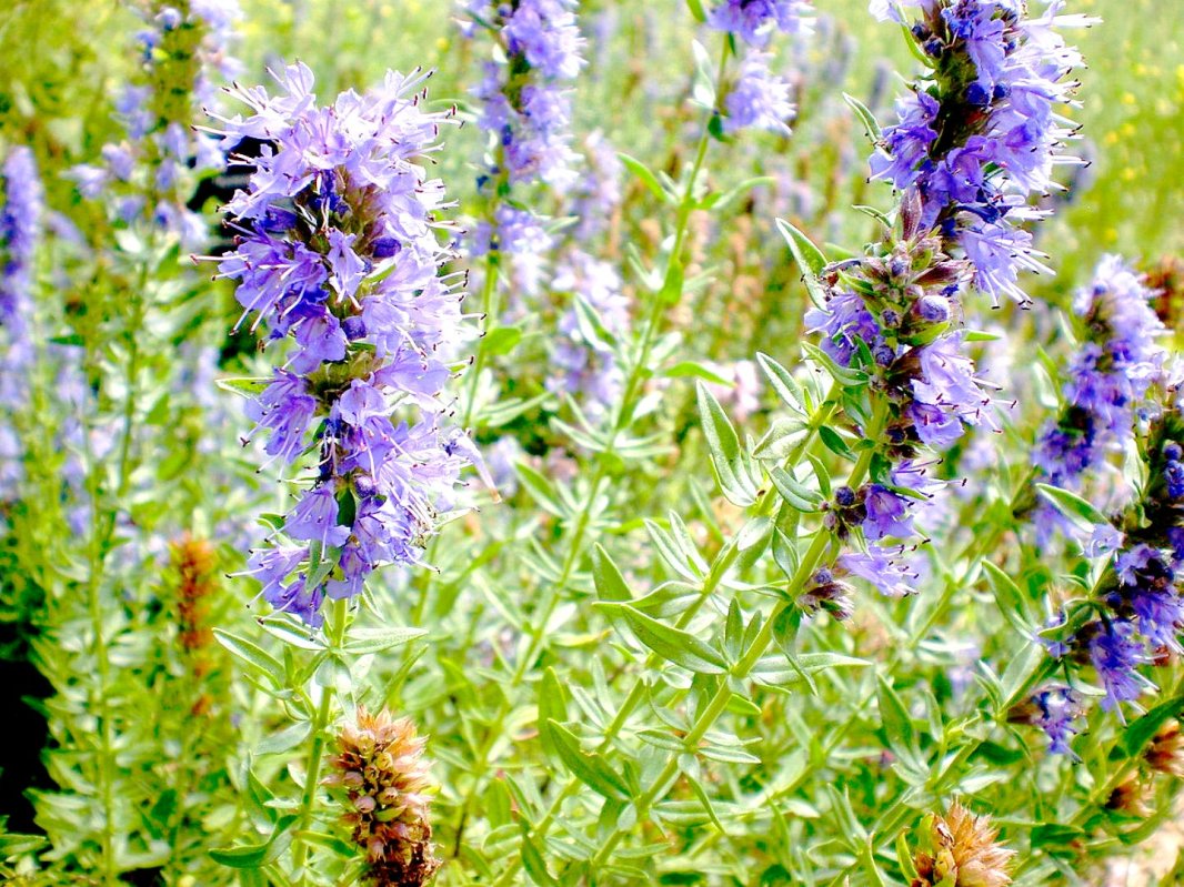 Preparatele din isop, eficiente în tratarea bolilor respiratorii 6955