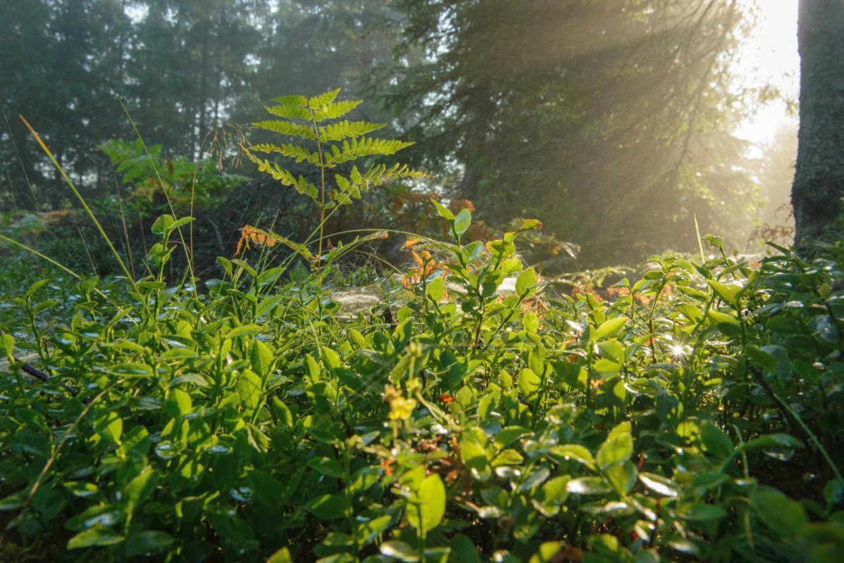 Un stil de viaţă sănătos, adică filocalic 6672