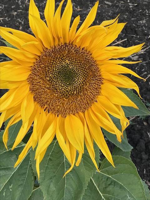 Elegie pentru floarea-soarelui 5635