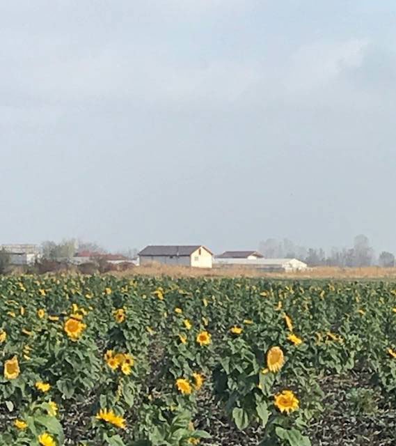 Elegie pentru floarea-soarelui 5637