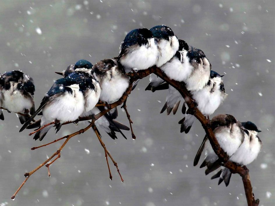 Povestea păsărilor din noaptea Crăciunului 3890