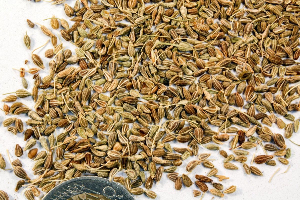 Anasonul contribuie la buna funcționare a sistemului digestiv 1448