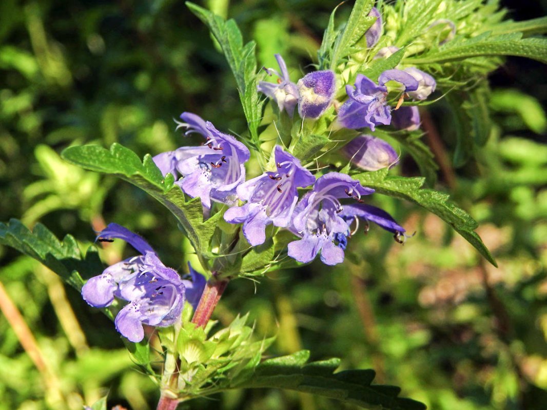 Mătăciunea, „doctorul” sistemului digestiv 1447
