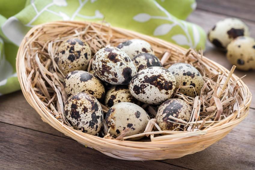 Ouăle De Prepeliță Benefice In Caz De Emfizem Pulmonar Sau Psoriazis