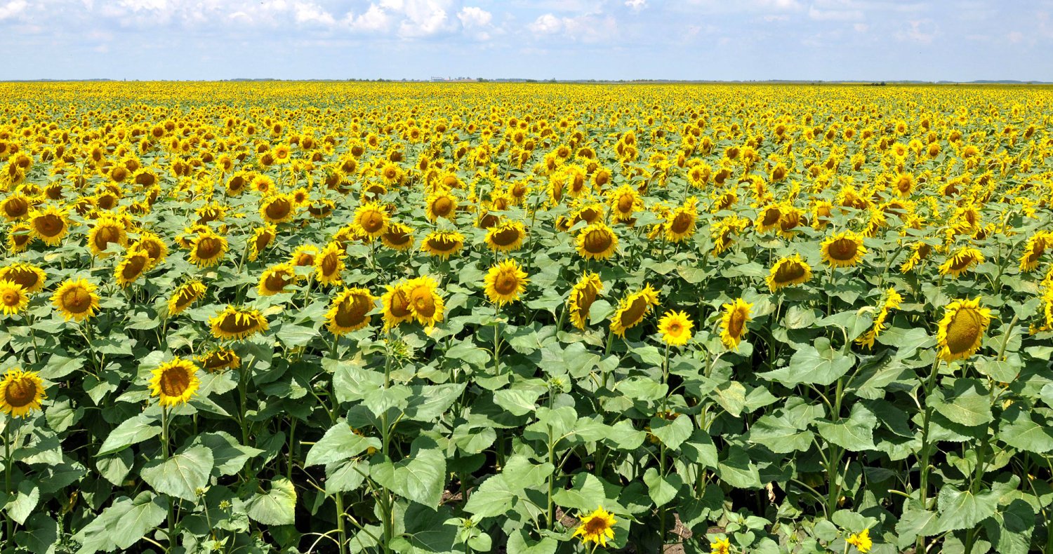Program de stimulare a angajării tinerilor în agricultură 114783