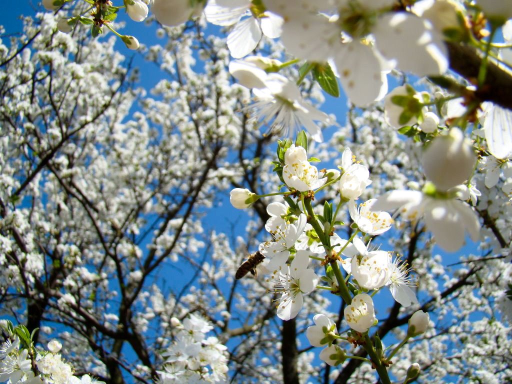 Despre înflorirea oamenilor 114545