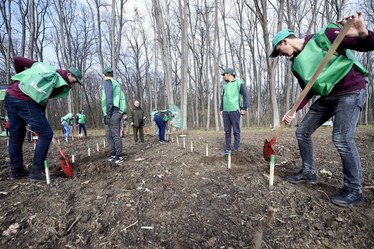 Acţiuni de împădurire în toată ţara 114486