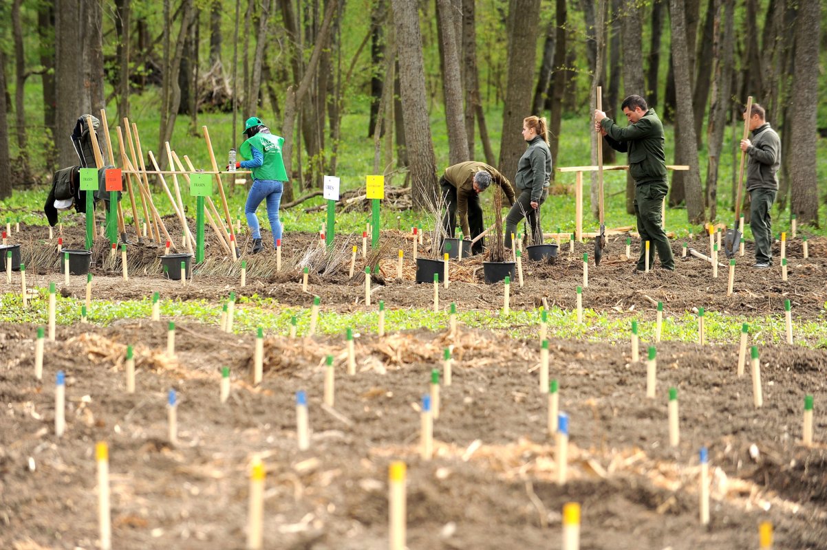 Ghiduri pentru gospodărirea eficientă a pădurilor 113989