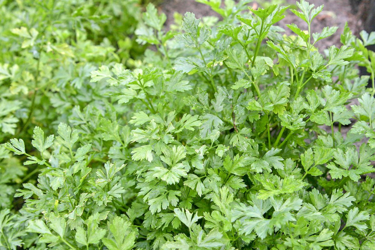 Pătrunjelul, „o colecție de vitamine” 113467