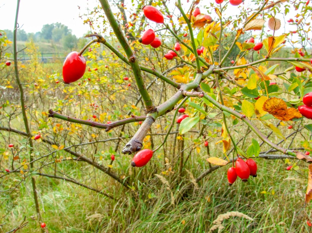 Fructele de măceș, stimulentul imunității 113008