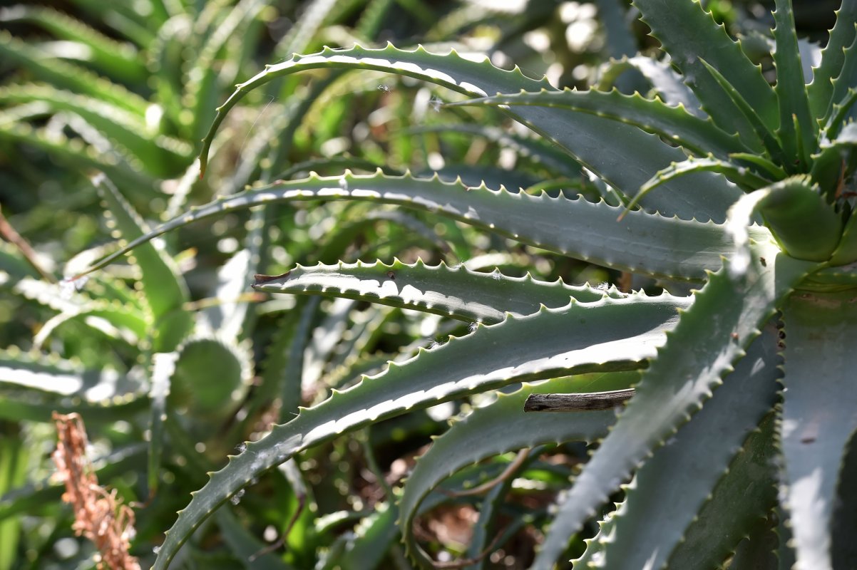 Aloe vera, „panaceul tinereții” 112563