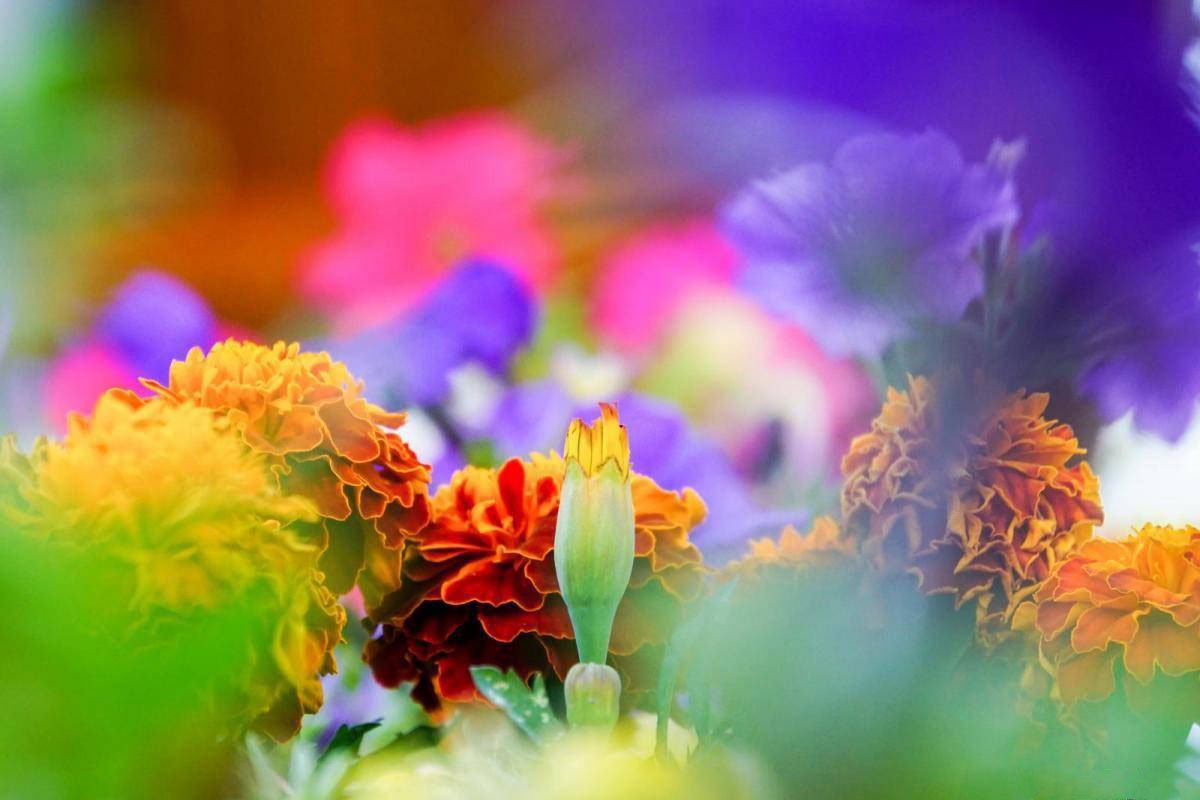 Pericolul din spatele laudei 115549