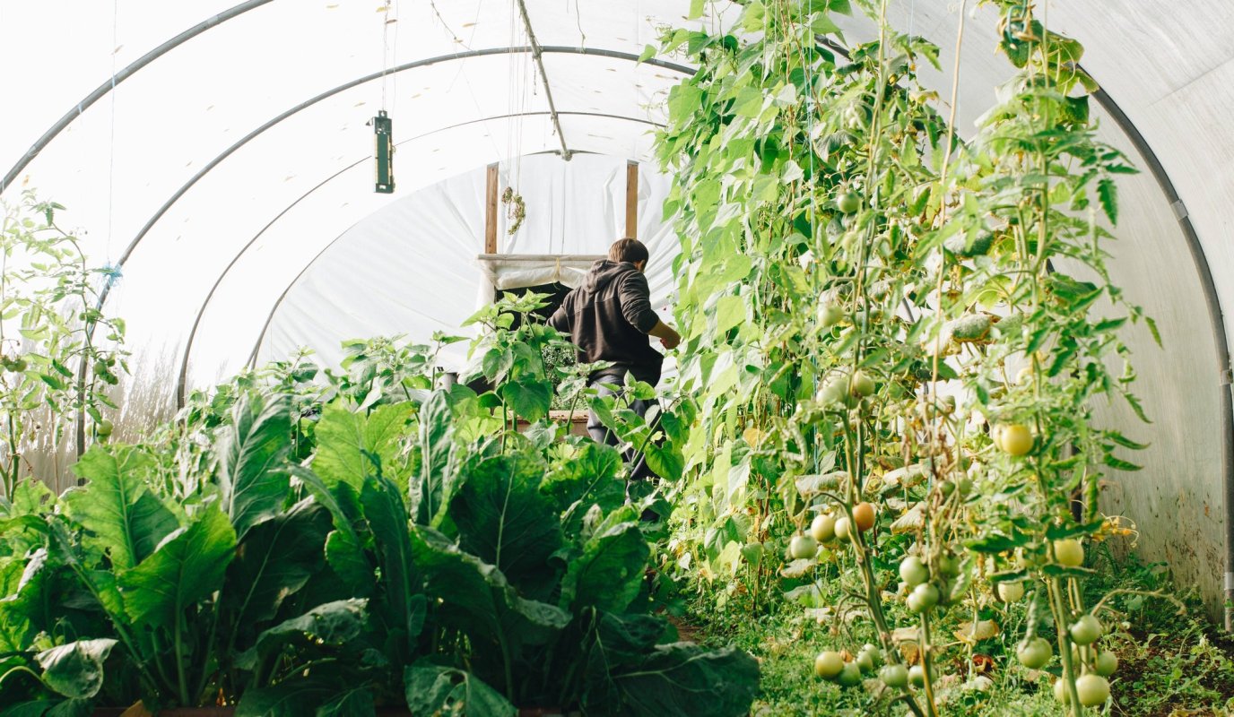 Legumicultorii vor subvenţii pentru încălzirea solariilor 115811