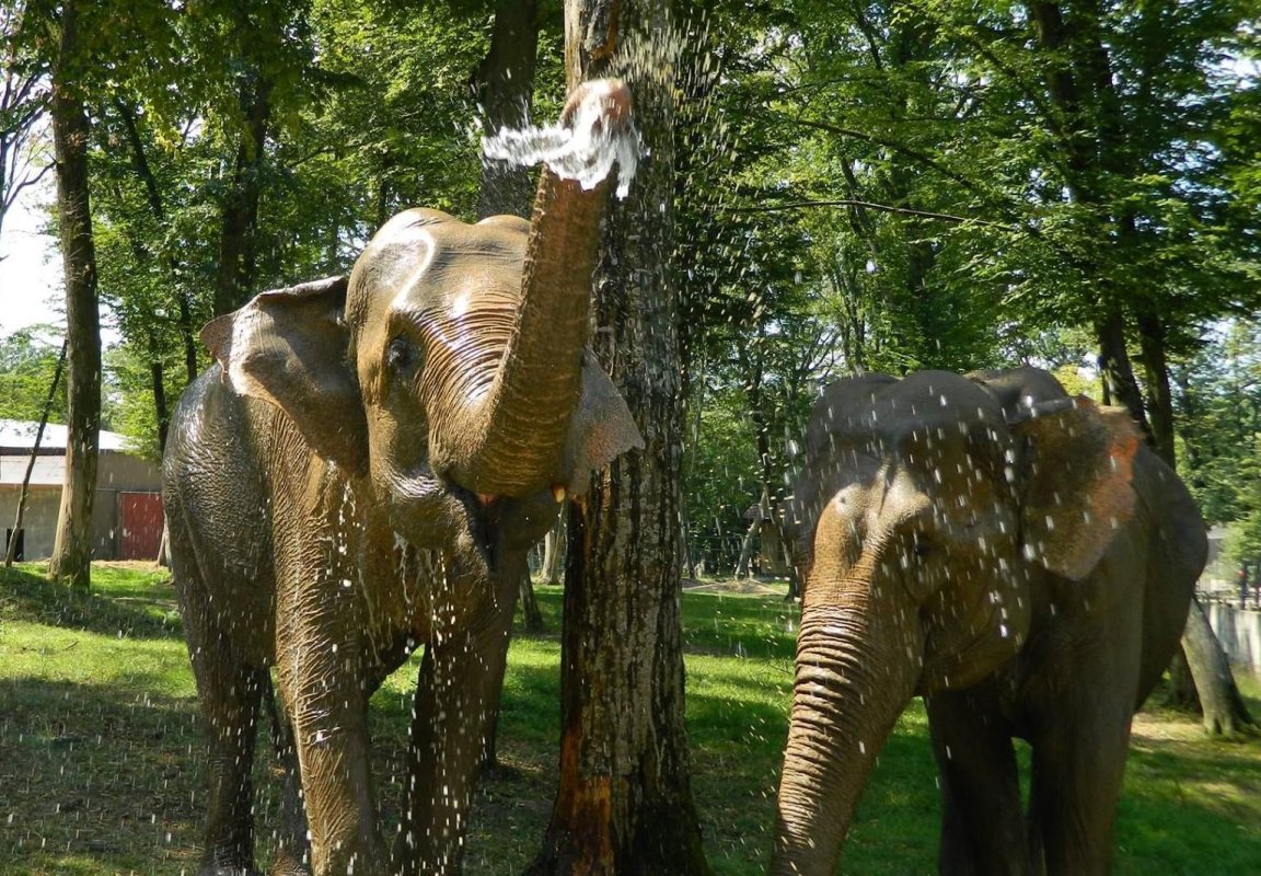 Proiect la Zoo pentru copiii  cu dizabilităţi 117092