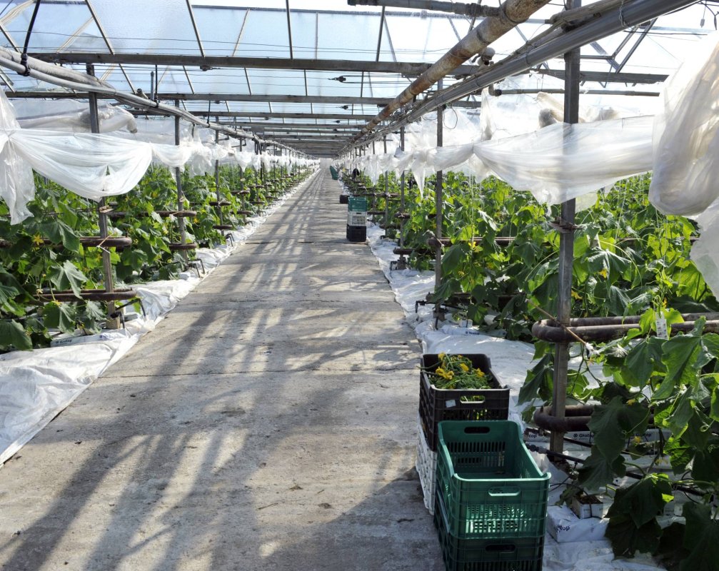 Se virează subvenţiile pentru agricultori  117931