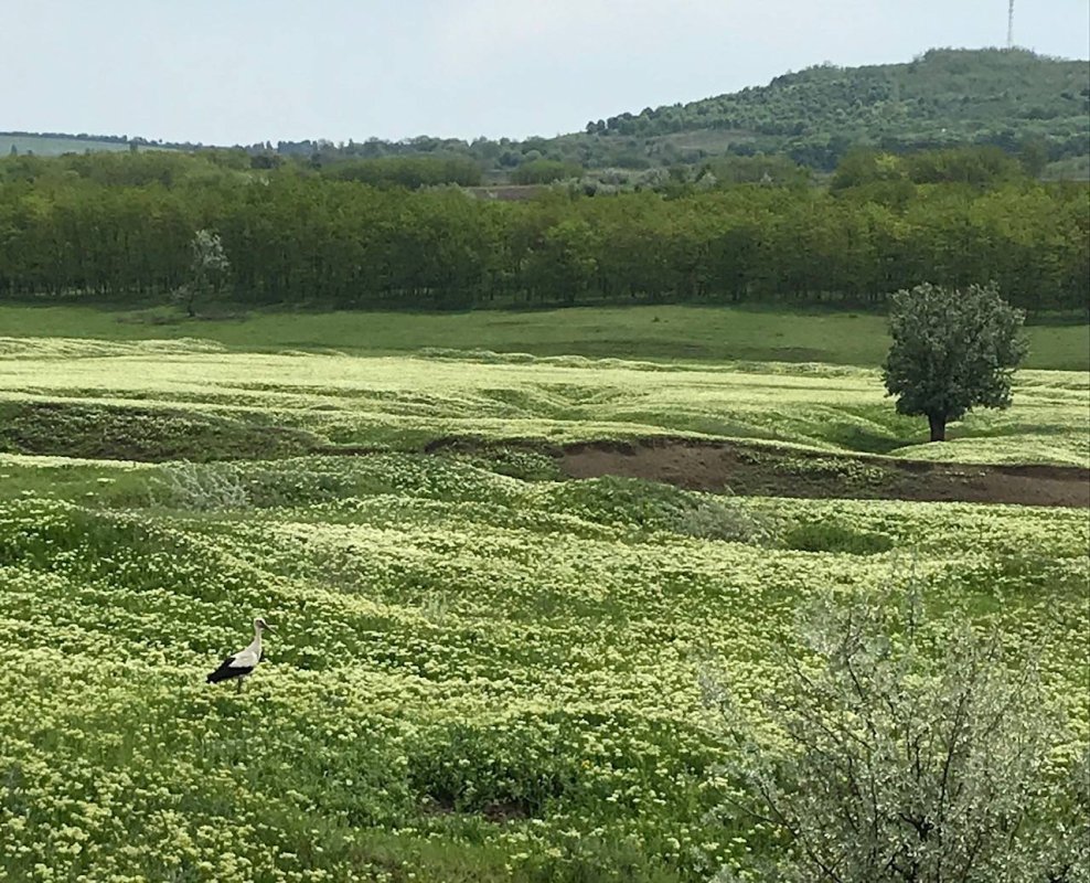 Casa părintească 118099