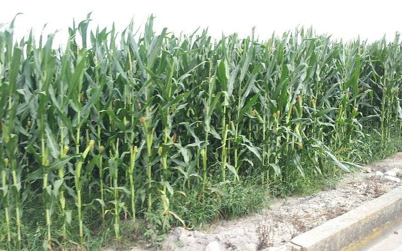 Aproape 100 de cereri pentru asigurarea culturilor 118347