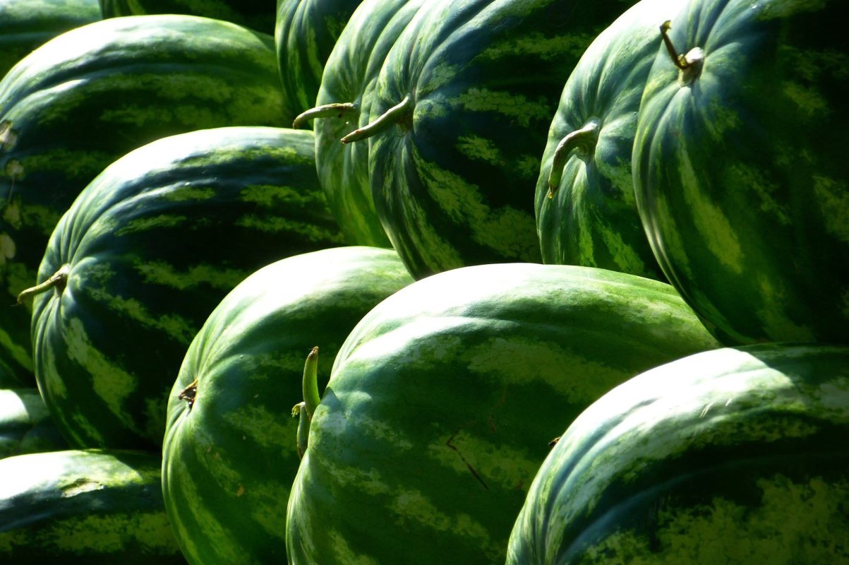 Doljul, campion la cultivarea pepenilor 118406