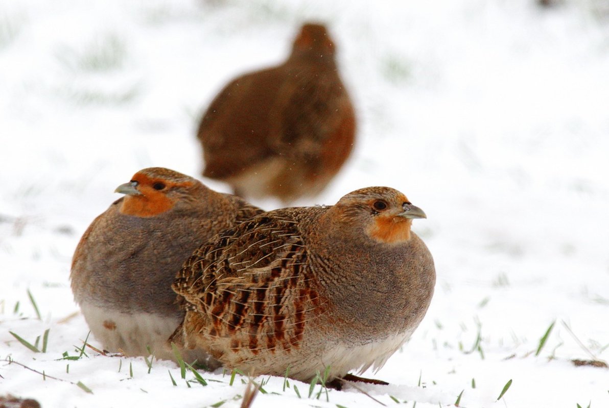 Potârnichile cu noroc 120312