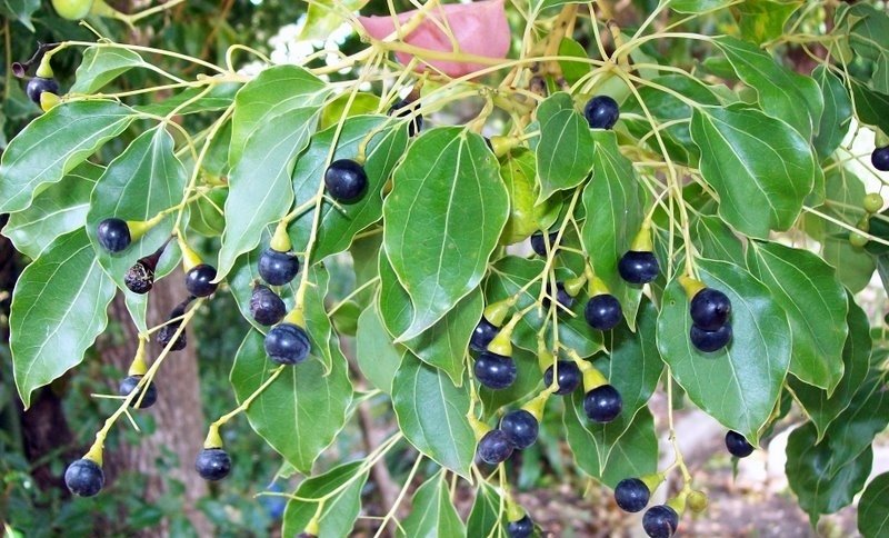 Întrebuințările uleiului esențial de camfor 120481