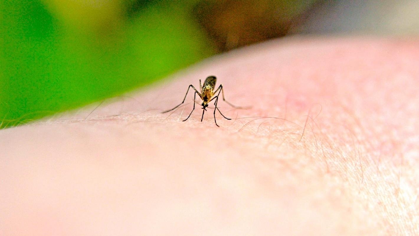 Cum prevenim infectarea cu virusul West Nile 120808