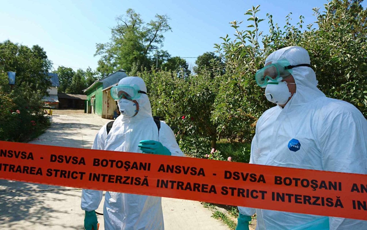 Pestă porcină în 18 județe 120804