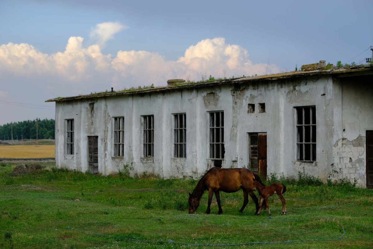 Balta Brăilei, „Arcadia” de dincolo de fluviu  121266