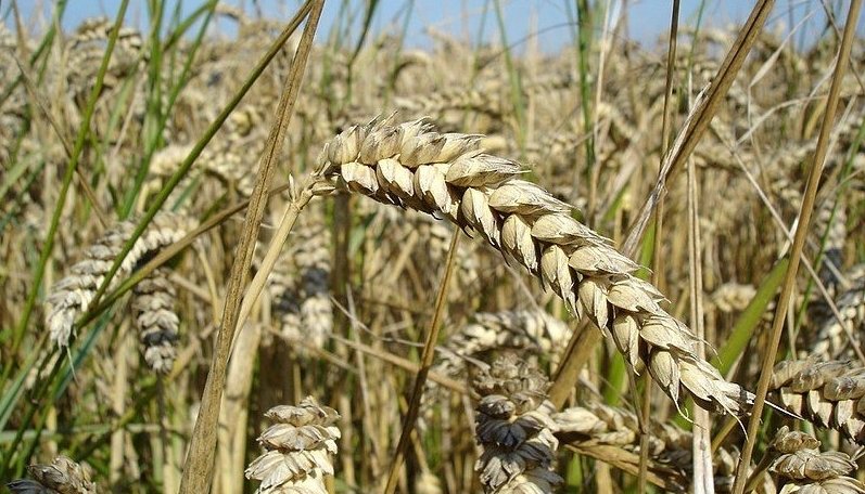 „Farmacia” din boabele de grâu 121621
