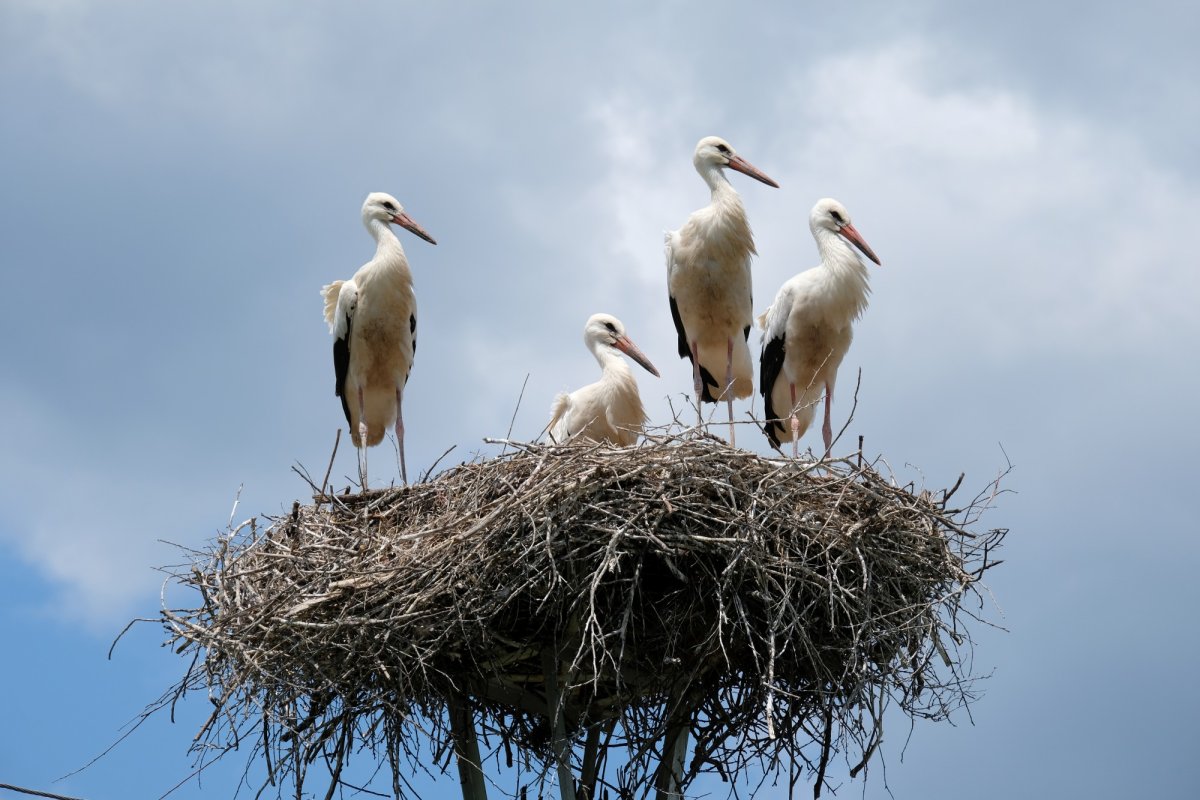 Dascălul care-și ține satul în propria-i matrice 122123