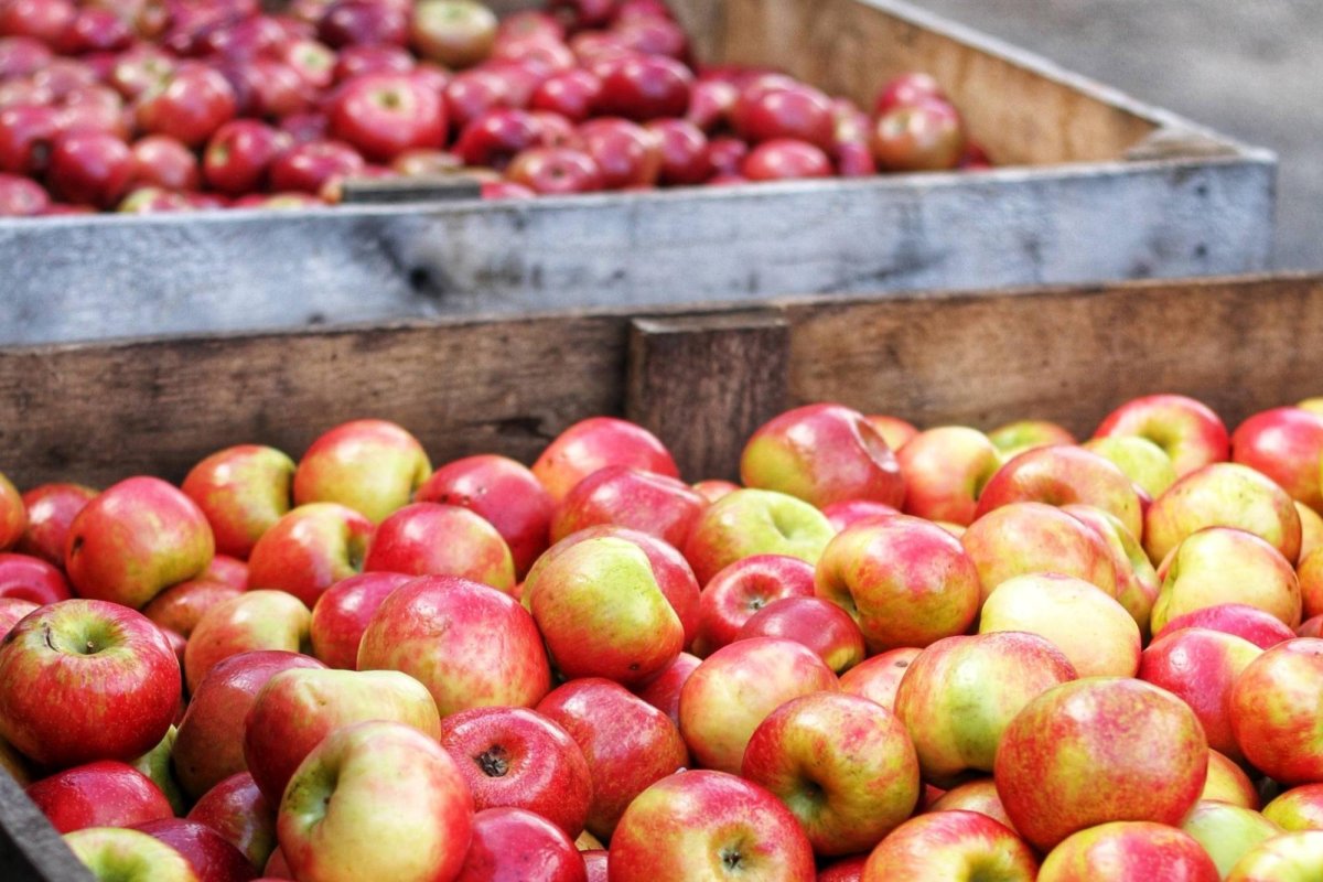 Fructe și lactate în școli 122534