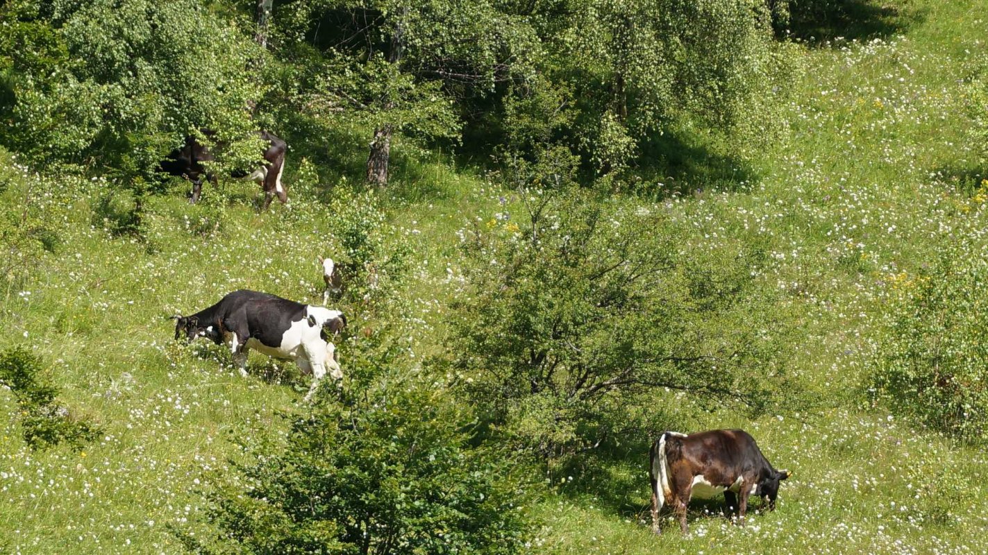 Șirnea, perlă din salba ținutului Bran 122601