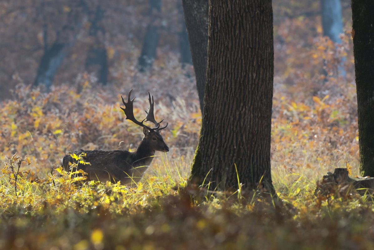 „Oltenia de sub munte”, geoparc UNESCO 123330