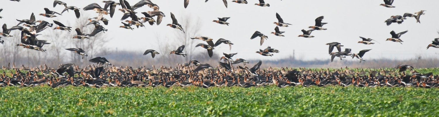 Subvenţii pentru hrănirea gâştei cu gâtul roşu 124062