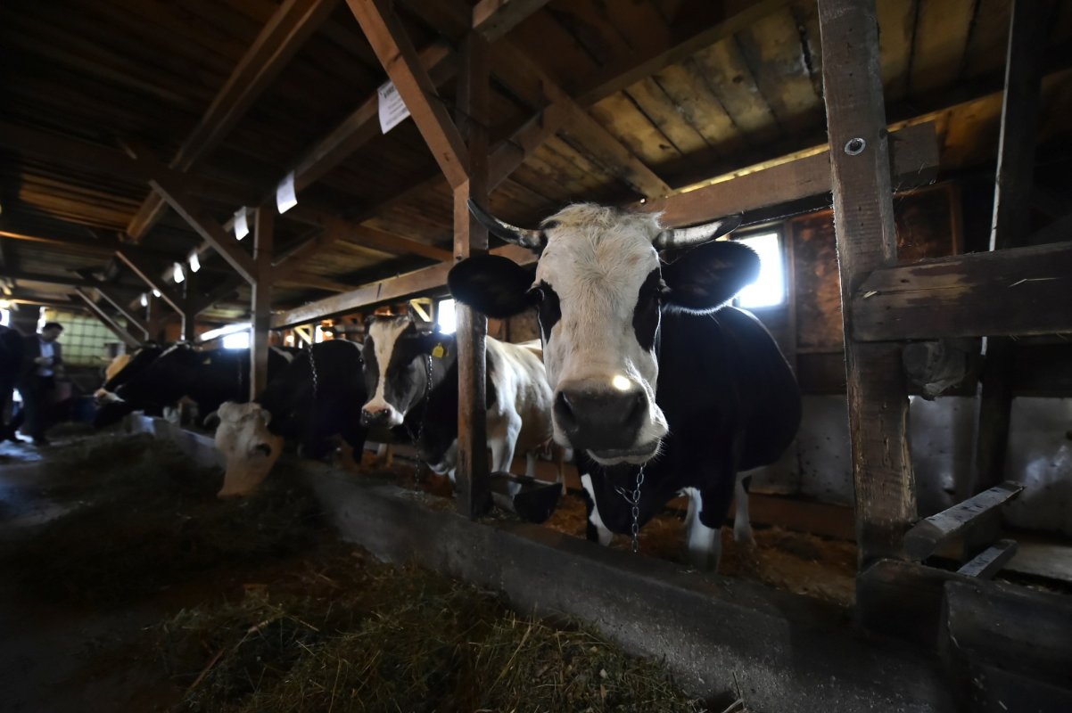 Plăţi pentru ameliorarea raselor de animale 125360