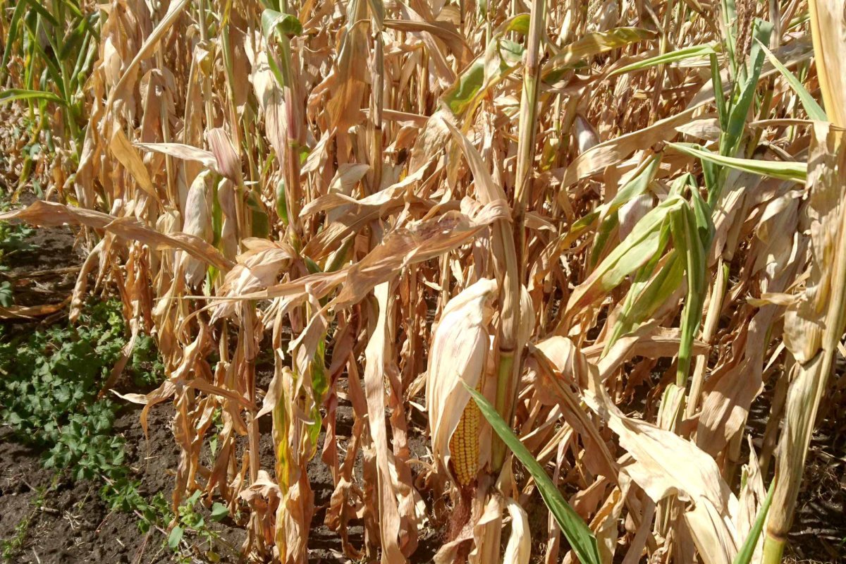 Terenurile României, în plin proces de deşertificare 125778