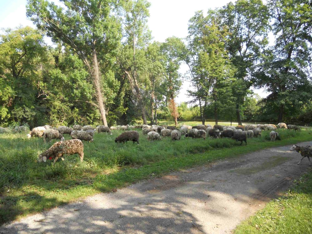 Țăranul care a făcut  din hobby-ul său o afacere 126604