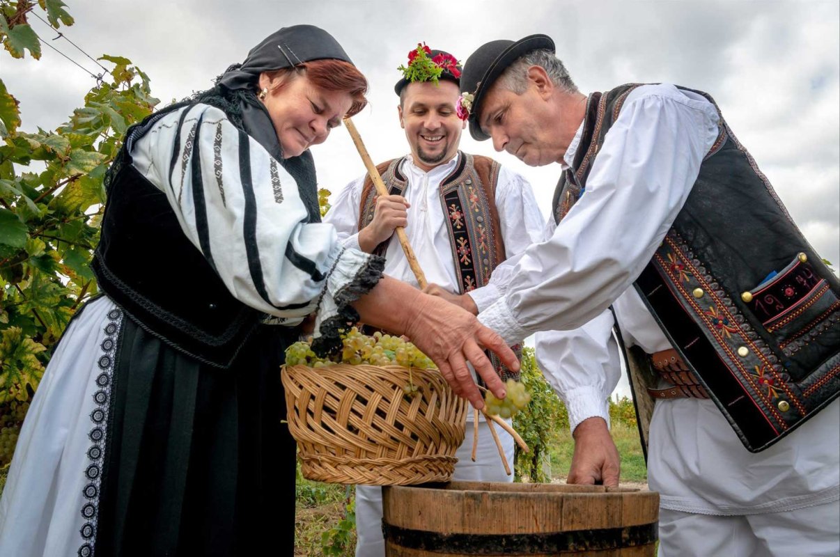 Cercetare și expoziție de fotografie etnografică despre viticultura din județul Alba 126847