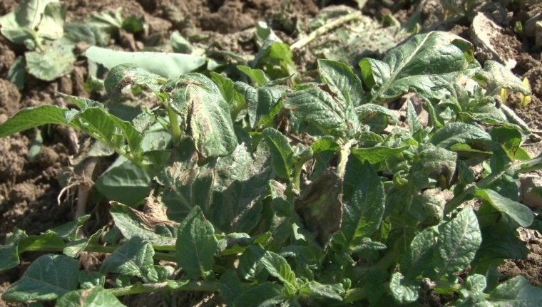 Producţie slabă de cartofi în Braşov 126908