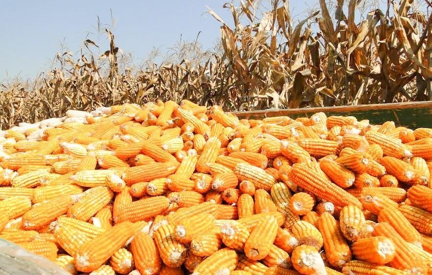 Recolte de excepţie în Timiş 126906