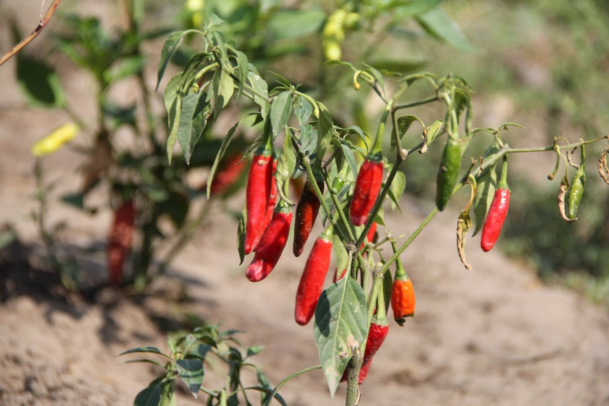 Doi tineri cultivă 120 de soiuri  de tomate la Bogdăniţa 127151