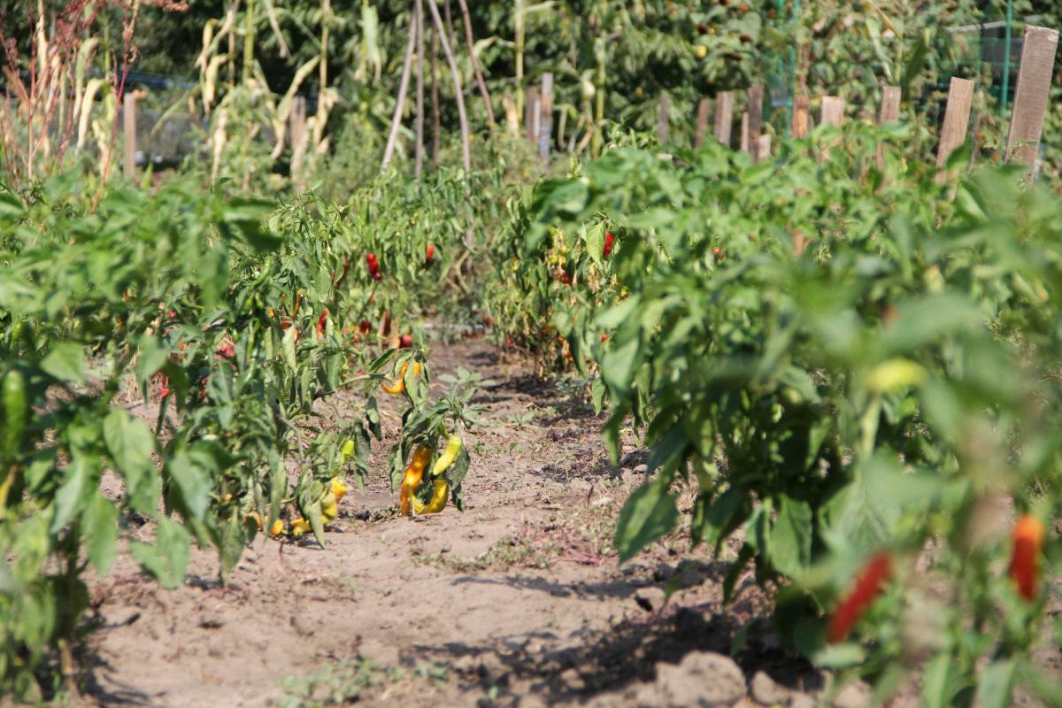 Doi tineri cultivă 120 de soiuri  de tomate la Bogdăniţa 127152