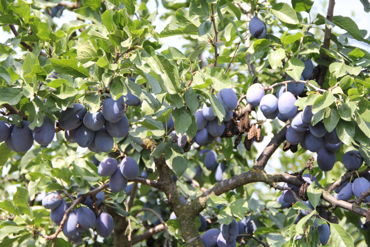 Doi tineri cultivă 120 de soiuri  de tomate la Bogdăniţa 127157