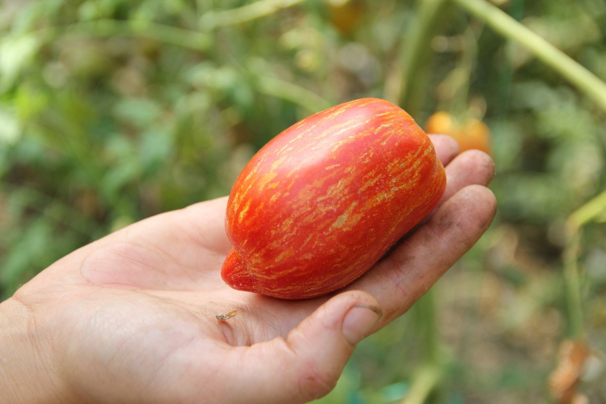 Doi tineri cultivă 120 de soiuri  de tomate la Bogdăniţa 127159