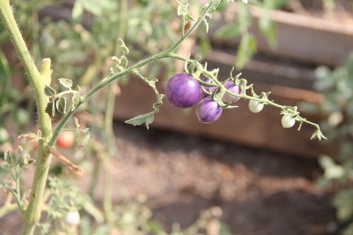 Doi tineri cultivă 120 de soiuri  de tomate la Bogdăniţa 127162