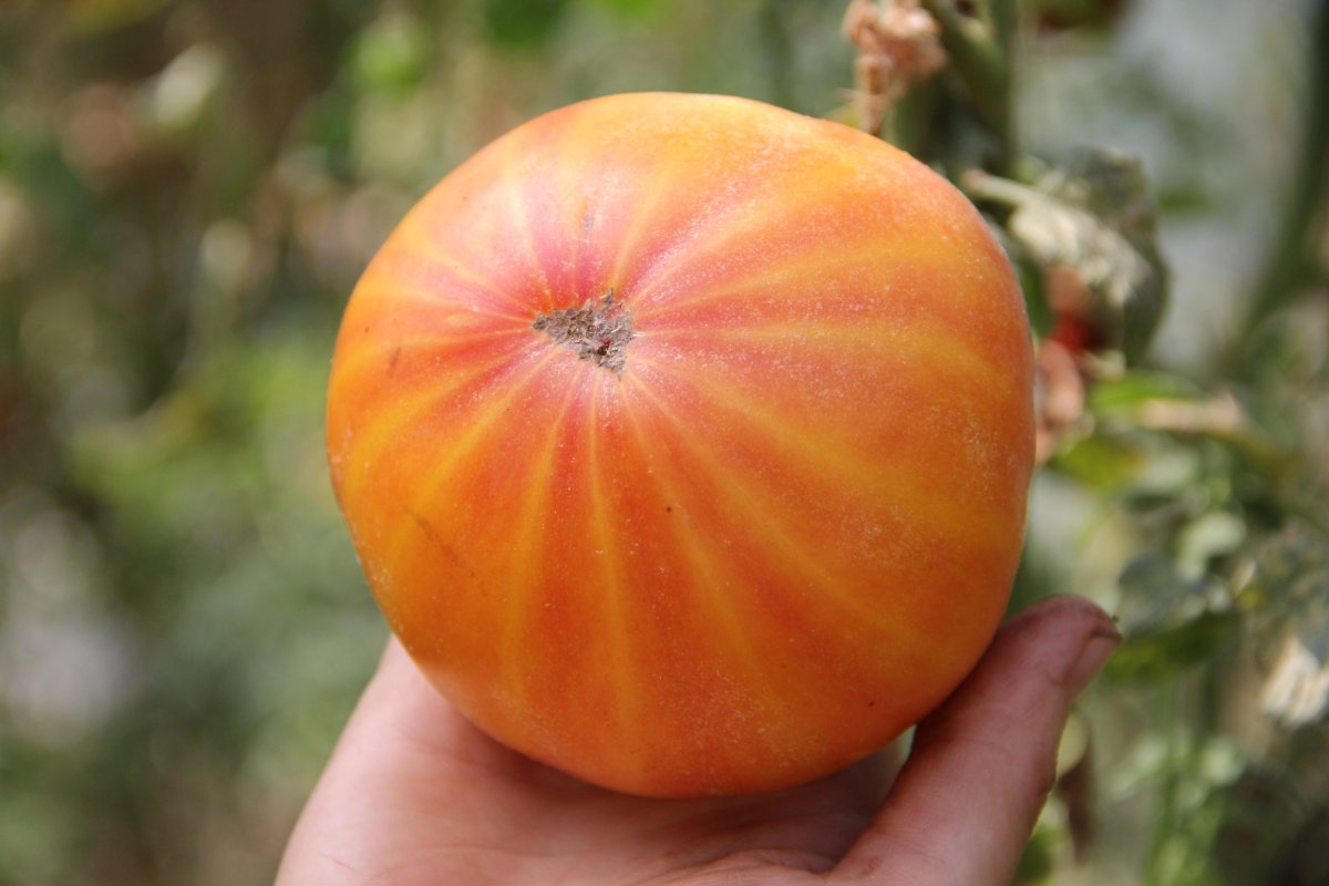 Doi tineri cultivă 120 de soiuri  de tomate la Bogdăniţa 127164