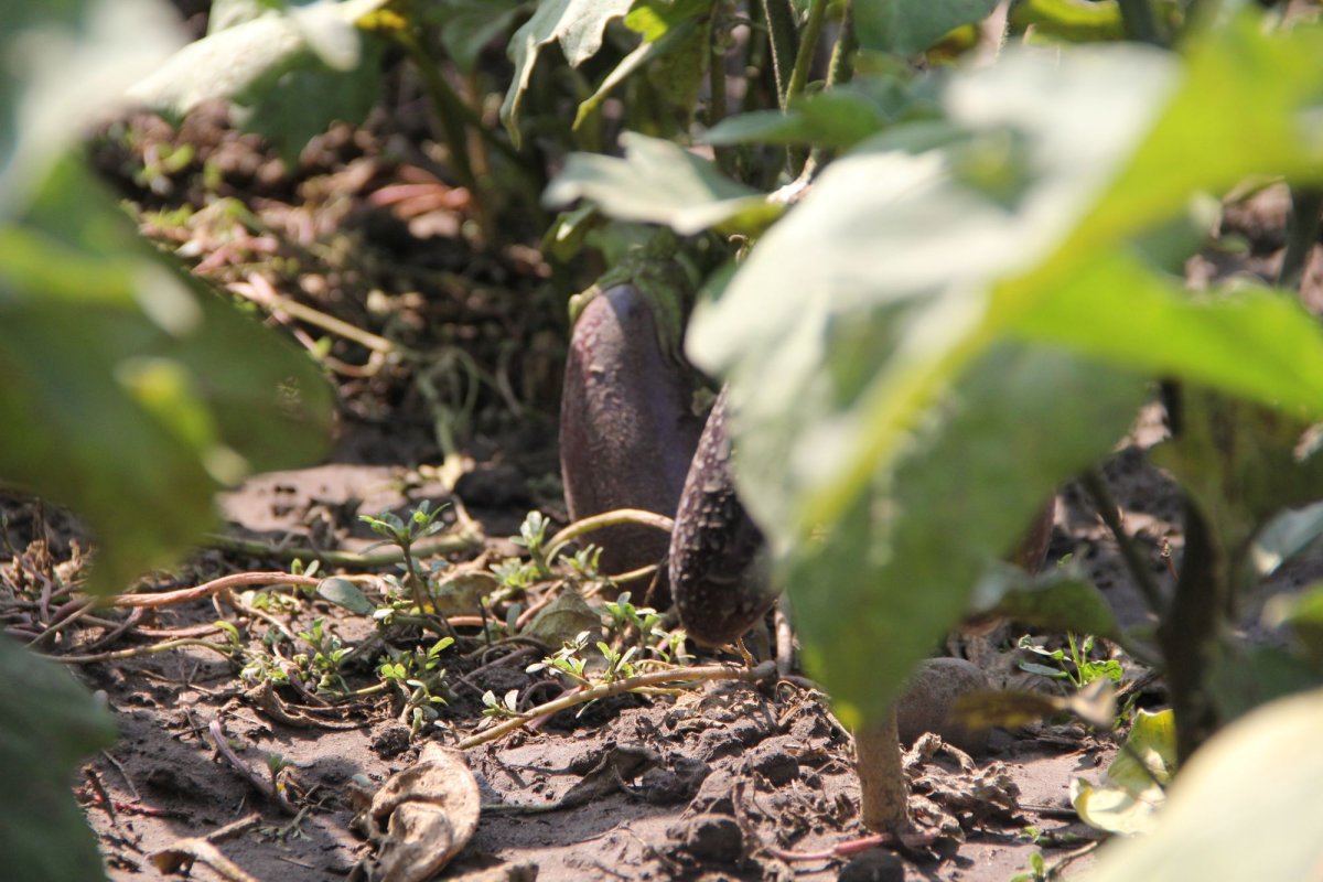 Doi tineri cultivă 120 de soiuri  de tomate la Bogdăniţa 127165